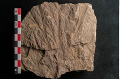 Foto (Detailansicht) von Rhacopteris elegans Ettingshausen (NHMW-GEO-2024-0188-10821)